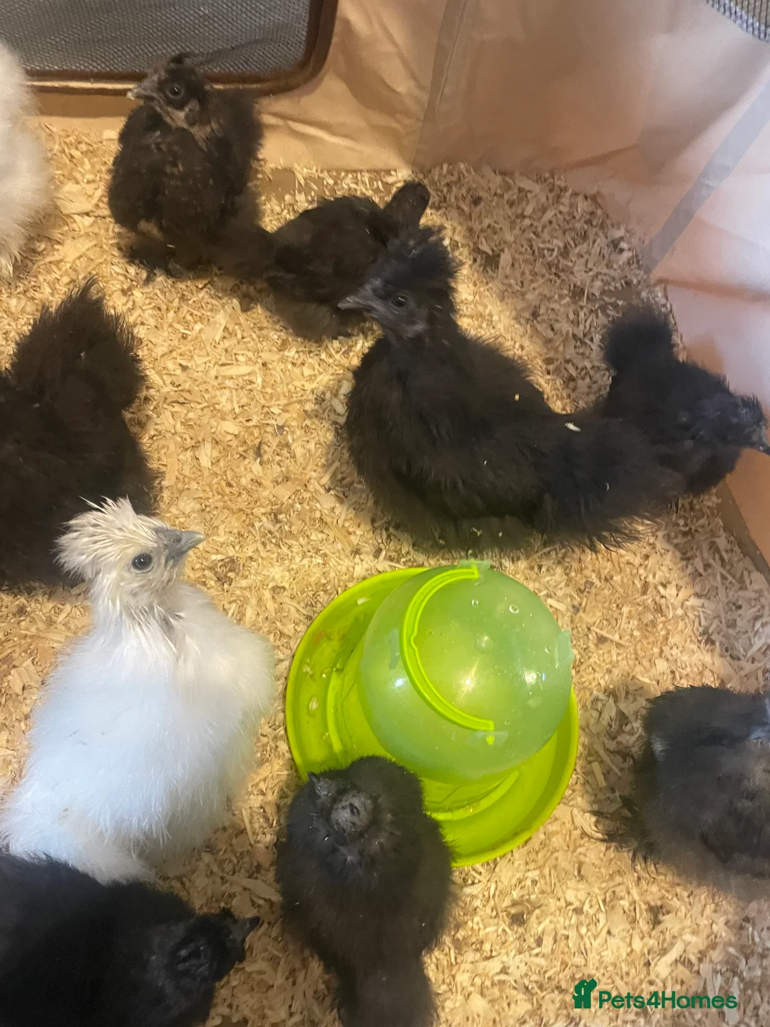 Chickens poultry for sale: Silkies for sale - Advert 3