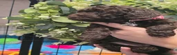 Cockapoo dogs for sale: Extensively health tested parents f1b cockapoo in Ongar - Advert 6