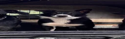 Border Collie dogs for stud: ISDS Reg Collie Stud - Advert 2