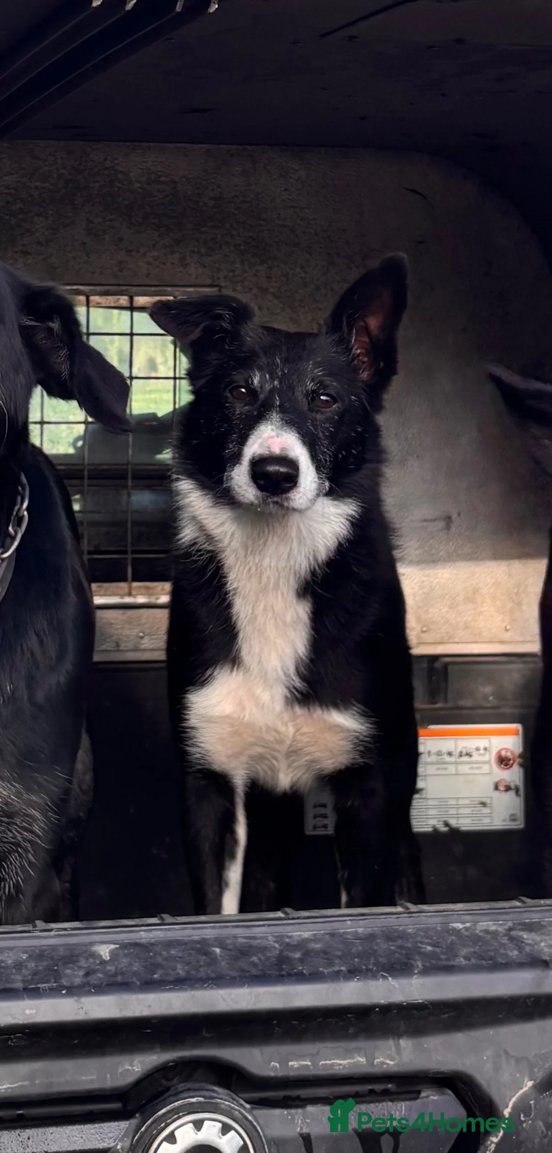 Border Collie dogs for stud: ISDS Reg Collie Stud - Advert 2