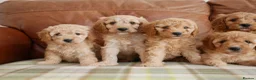 Cavapoo dogs for sale: Quality Health Tested F1b Miniature Cavapoos - Advert 8