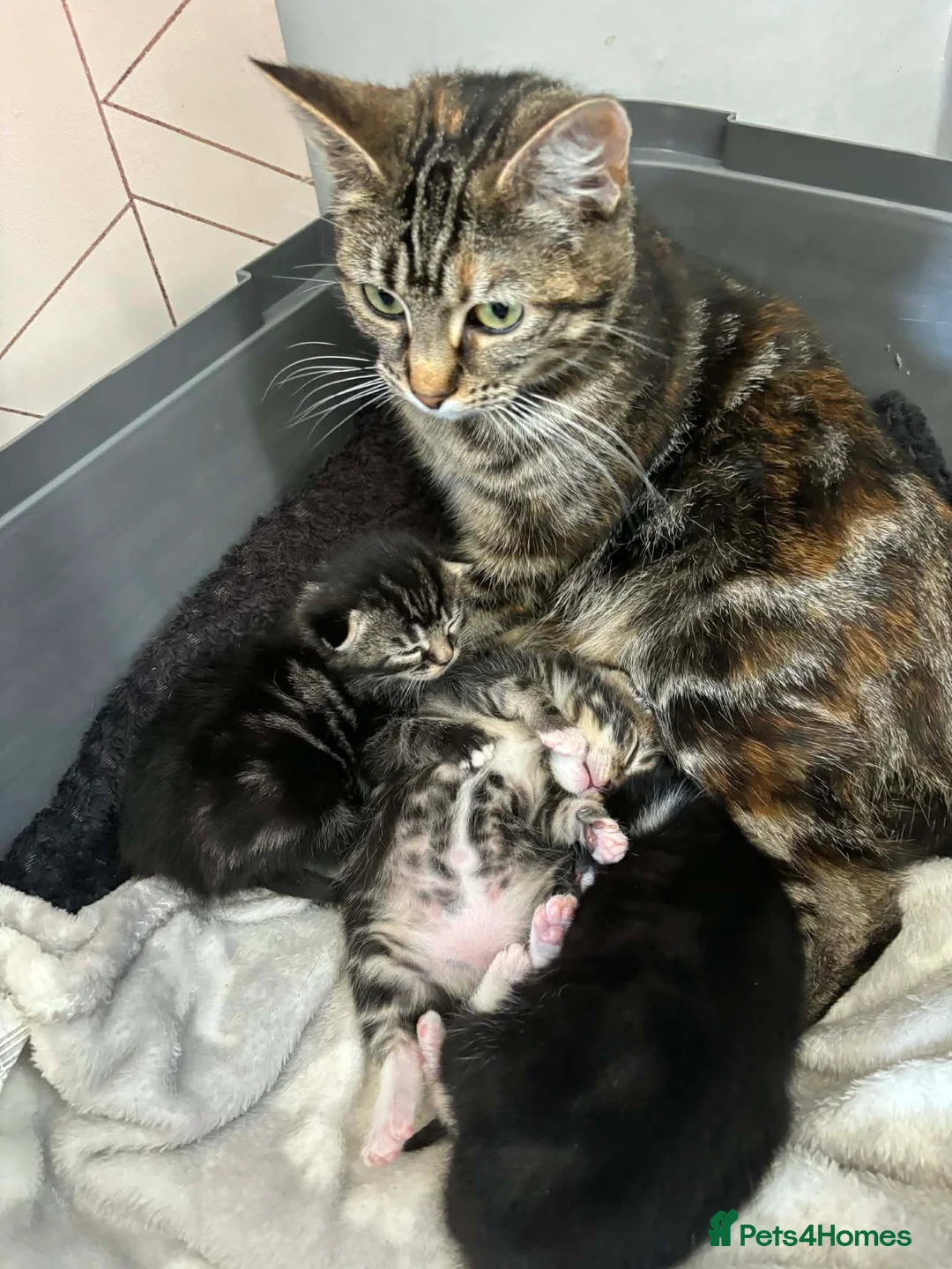 Mixed Breed cats for sale: Mixed breed kittens  in Whitby - Advert 1