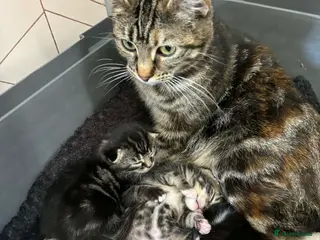 Mixed Breed cats Mixed breed kittens - Advert 1