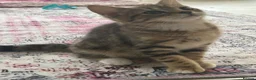 Mixed Breed cats for sale: Ariel & Coral 🧡💛 2 girls ready to leave  - Advert 12