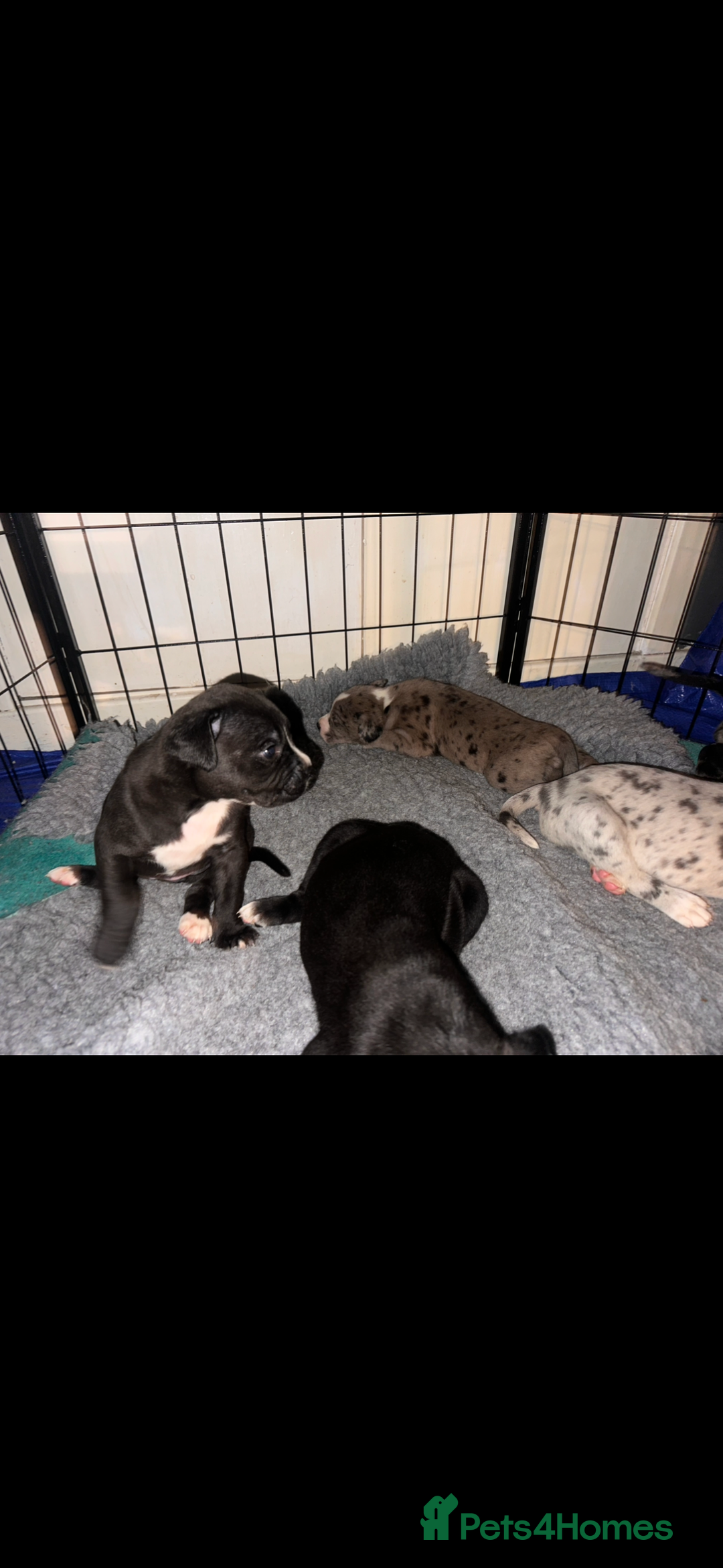 Mixed Breed dogs for sale: Stunning litter of puppies ***cheap*** - Advert 5