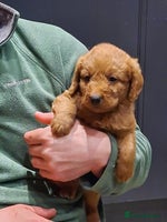 Labradoodle dogs Gorgeous Miniature Labradoodles - Advert 6
