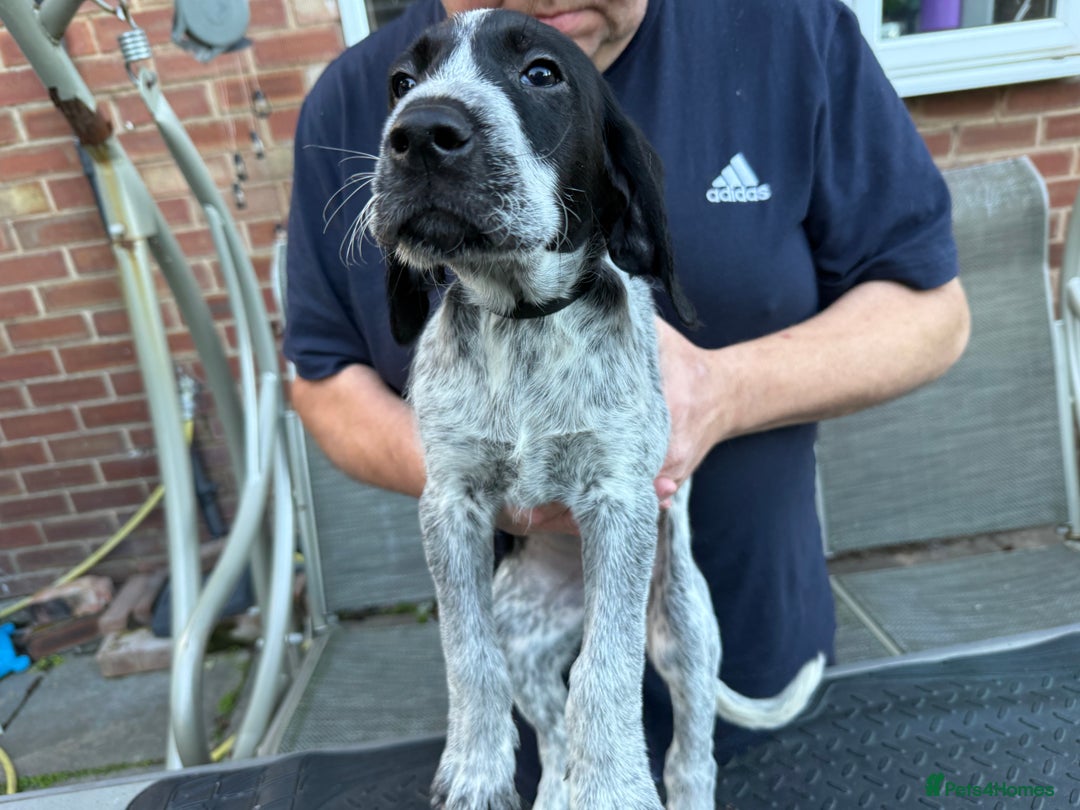 Mixed Breed dogs for sale: German shorthair pointer/wirehairpointer - Image 14