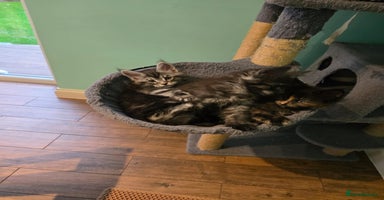 Maine Coon cats - Advert 13