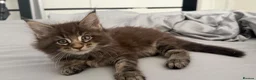 Maine Coon cats for sale: Maine coon - Advert 13