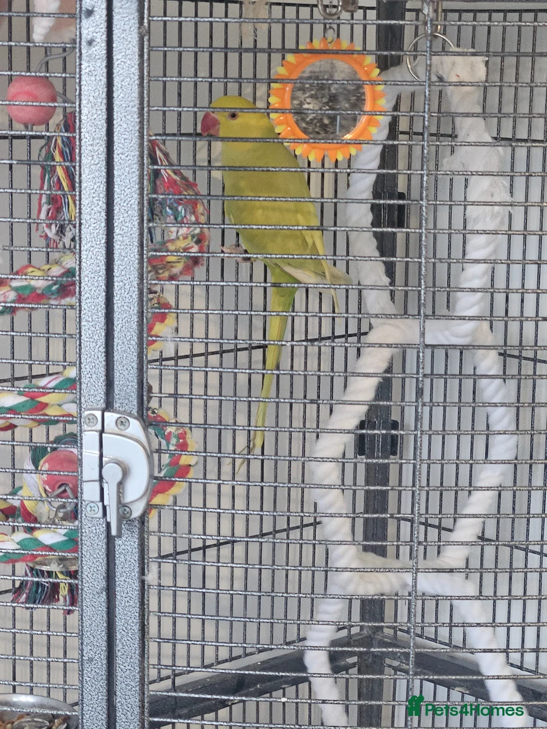 Ringnecks birds for sale: Indian ring neck  in Westcliff-on-Sea - Advert 1