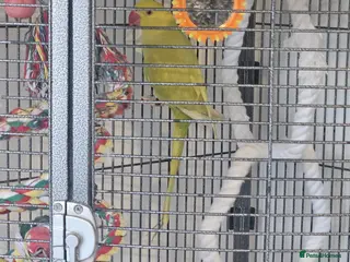 Ringnecks birds Indian ring neck - Advert 1