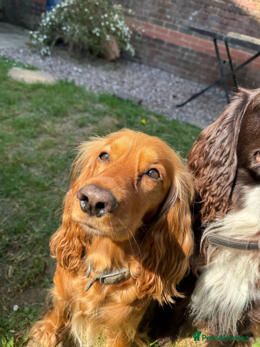 Cocker Spaniel dogs for sale: Working Cocker Spaniel Puppies in Eastbourne - Advert 2