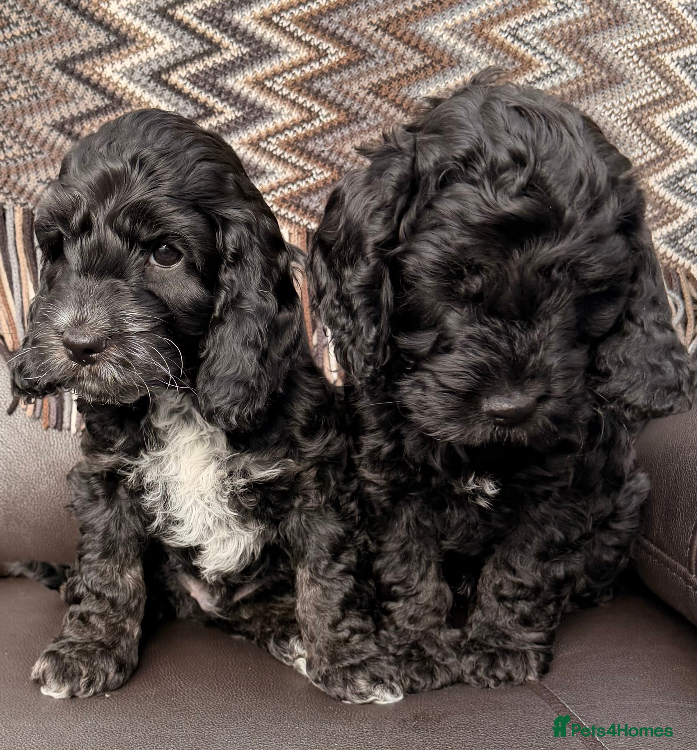 Cockapoo dogs F1 Cockapoo Puppies - Advert 17