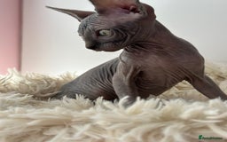 Sphynx cats for sale: Blue/Mink baby boy available  - Image 3