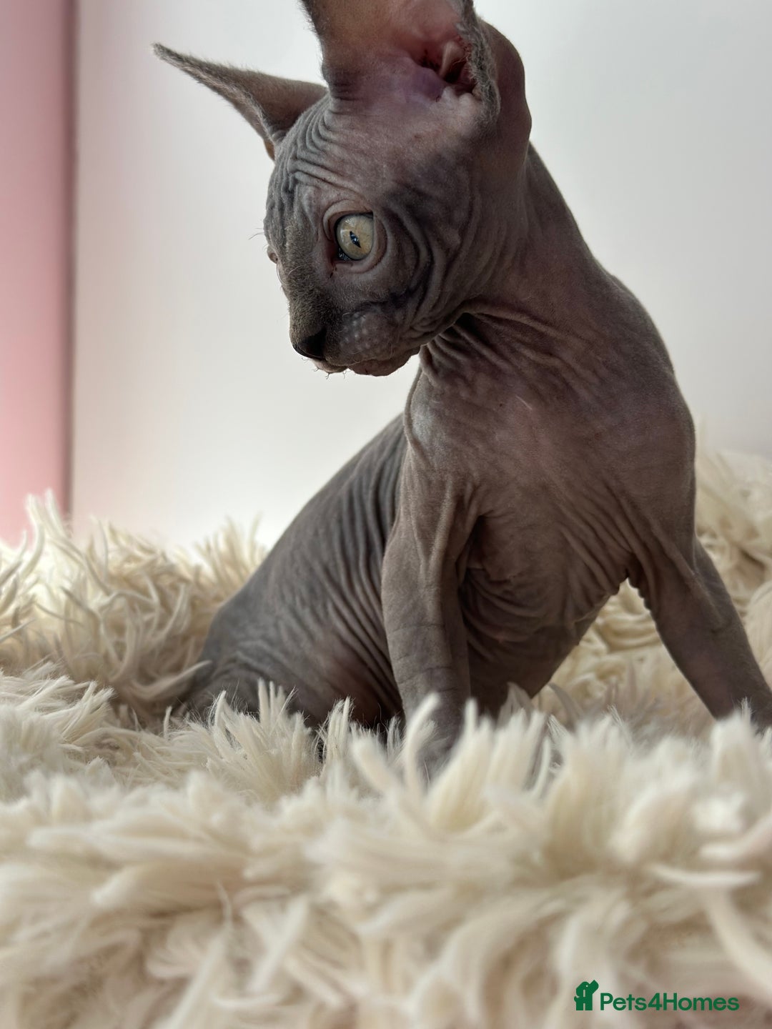 Sphynx cats for sale: Blue/Mink baby boy available  - Image 3