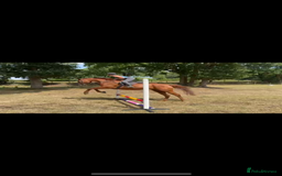 English Thoroughbred horses for sale: Five winds bunny b  - Image 10