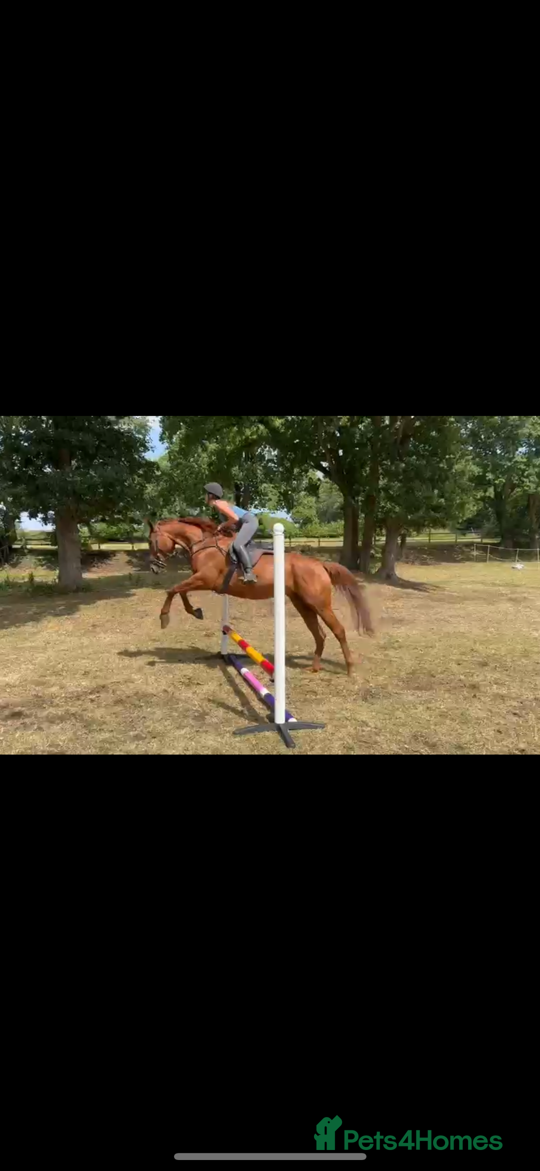 English Thoroughbred horses for sale: Five winds bunny b  - Image 10