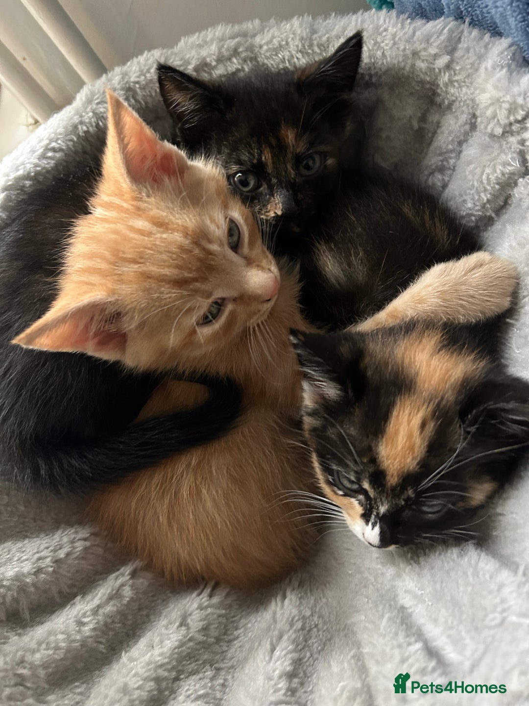 Mixed Breed cats for sale: Last little girl  - Advert 2