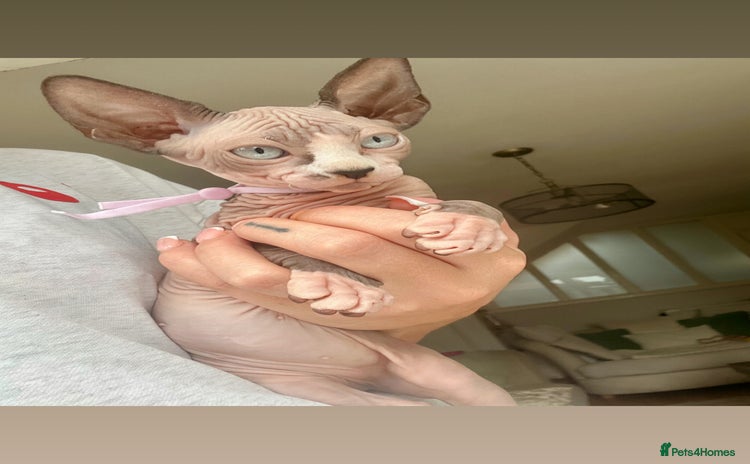 Sphynx cats - Advert 1