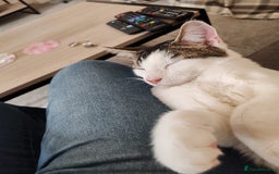 American Shorthair cats for sale: 2 boys for sale  - Image 8