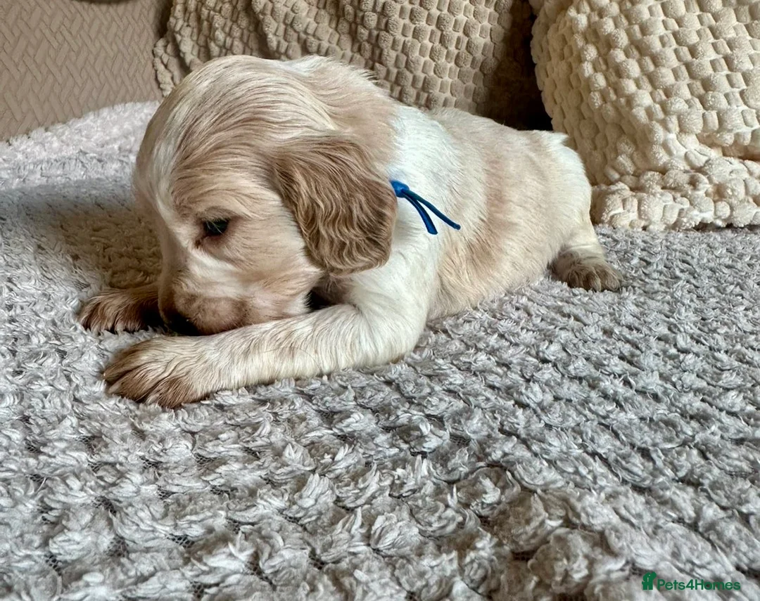 Cocker Spaniel dogs for sale: Stunning Show Cocker Spaniel Pups  - Advert 11