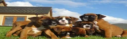 Boxer dogs for sale: Beautiful boxer puppies  - Advert 10