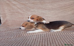 Beagle dogs for sale: Beagle puppy  - Image 3