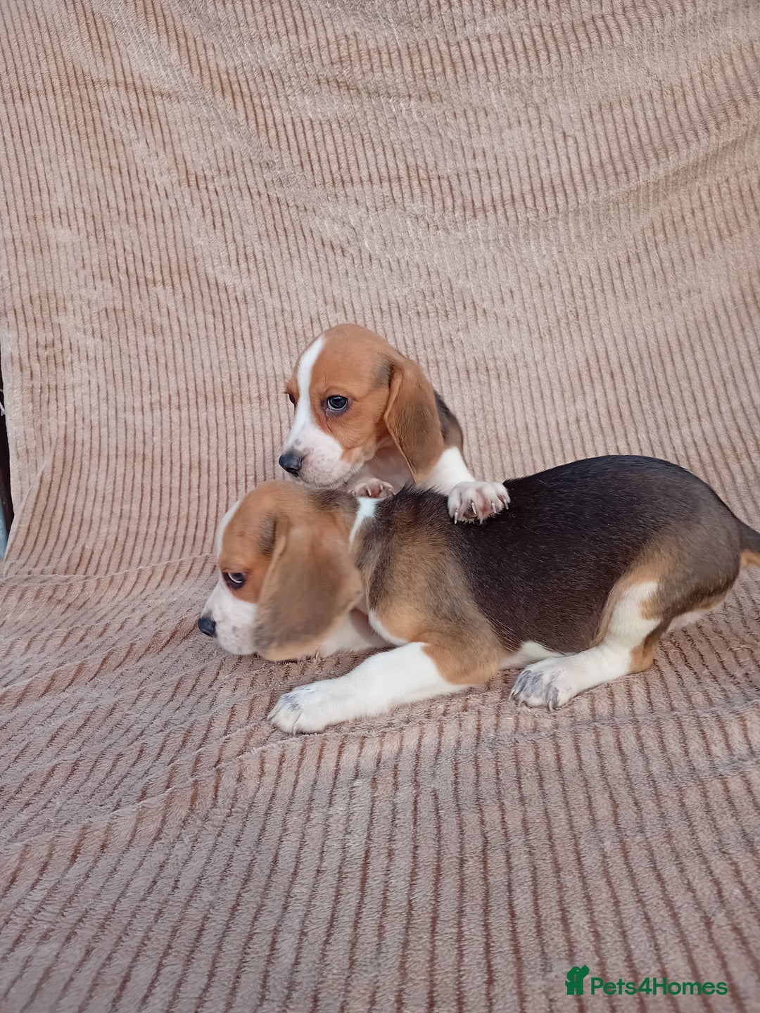 Beagle dogs for sale: Beagle puppy  - Image 3
