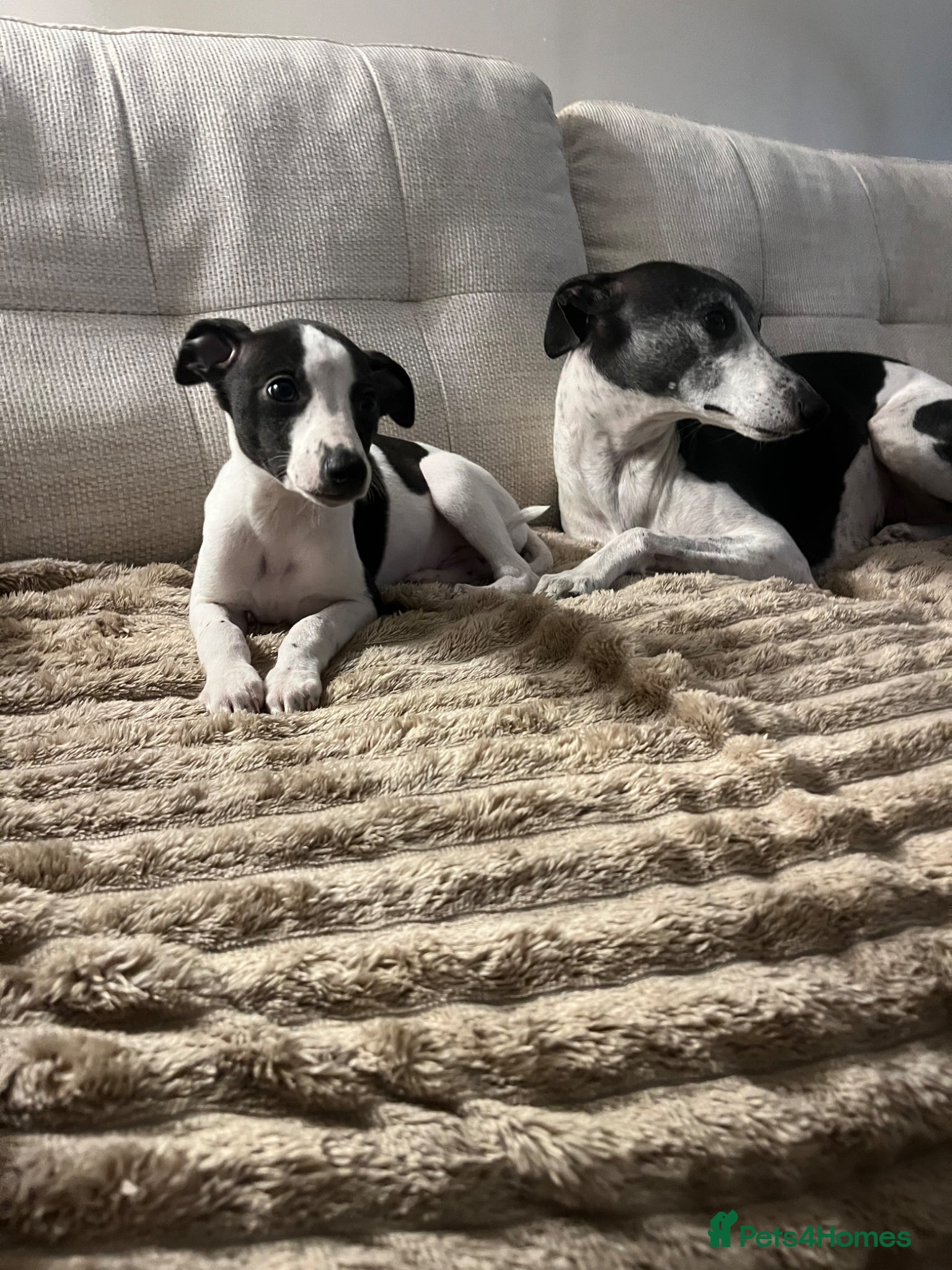 Whippet dogs   Ready now 1 boys black and white 1 girl black  - Advert 18