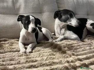 Whippet dogs Ready now 1 boys black and white 1 girl black - Advert 18