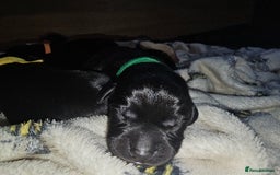 Labrador Retriever dogs for sale: KC reg Labrador puppies – Black and Yellow  - Image 13