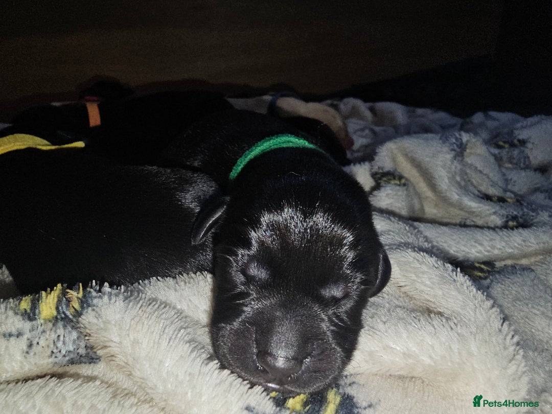 Labrador Retriever dogs for sale: KC reg Labrador puppies – Black and Yellow  - Image 13