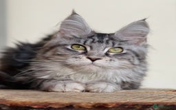 Maine Coon cats for sale: Beautiful pure bread maine coon kittens  - Image 15