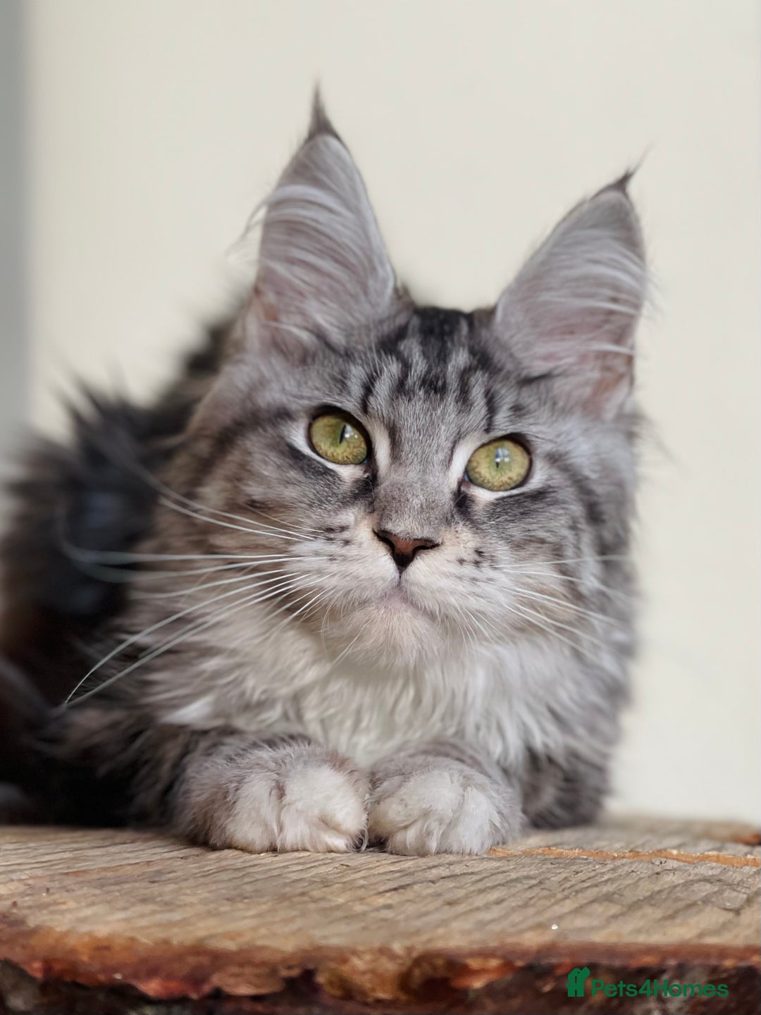 Maine Coon cats for sale: Beautiful pure bread maine coon kittens  - Image 15