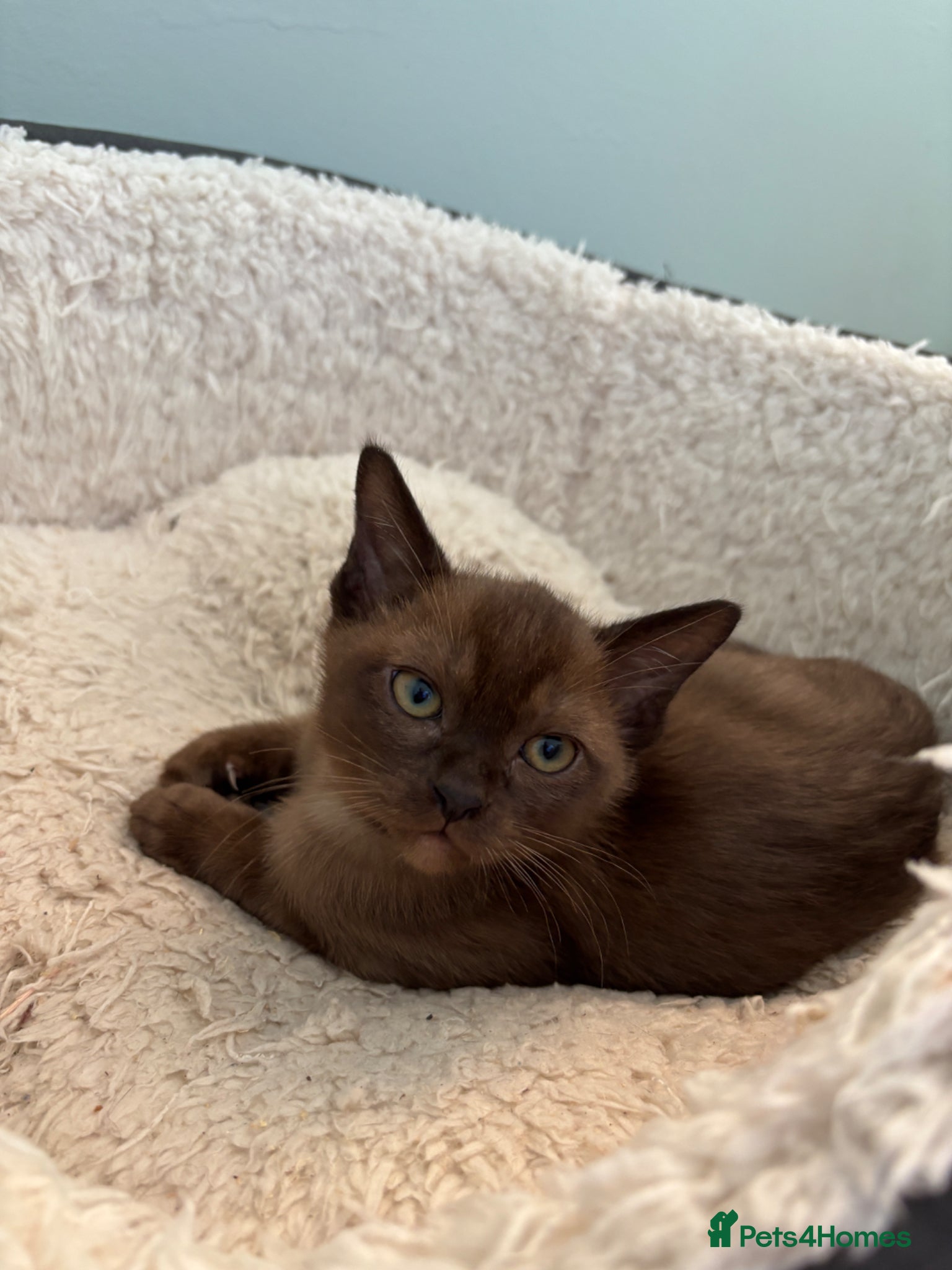Burmese cats Stunning GCCF Burmese kittens from fantastic lines - Advert 1