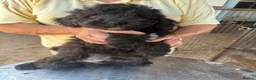 Poodle dogs for sale: Stunning Smaller Moyen Poodle puppies available - Advert 6