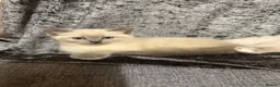Siamese cats for sale: Siamese/ragdoll cross  in Rochdale - Advert 16