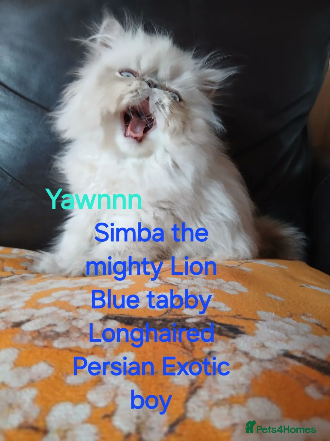 Persian cats for sale: STUNNING GCCF PERSIAN EXOTIC BABIES - Advert 1