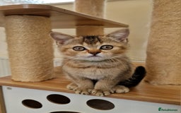 British Shorthair cats for sale:  Super friendly /lap Bsh kittens 2left😍 - Image 7