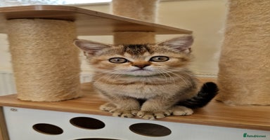 British Shorthair cats - Advert 3