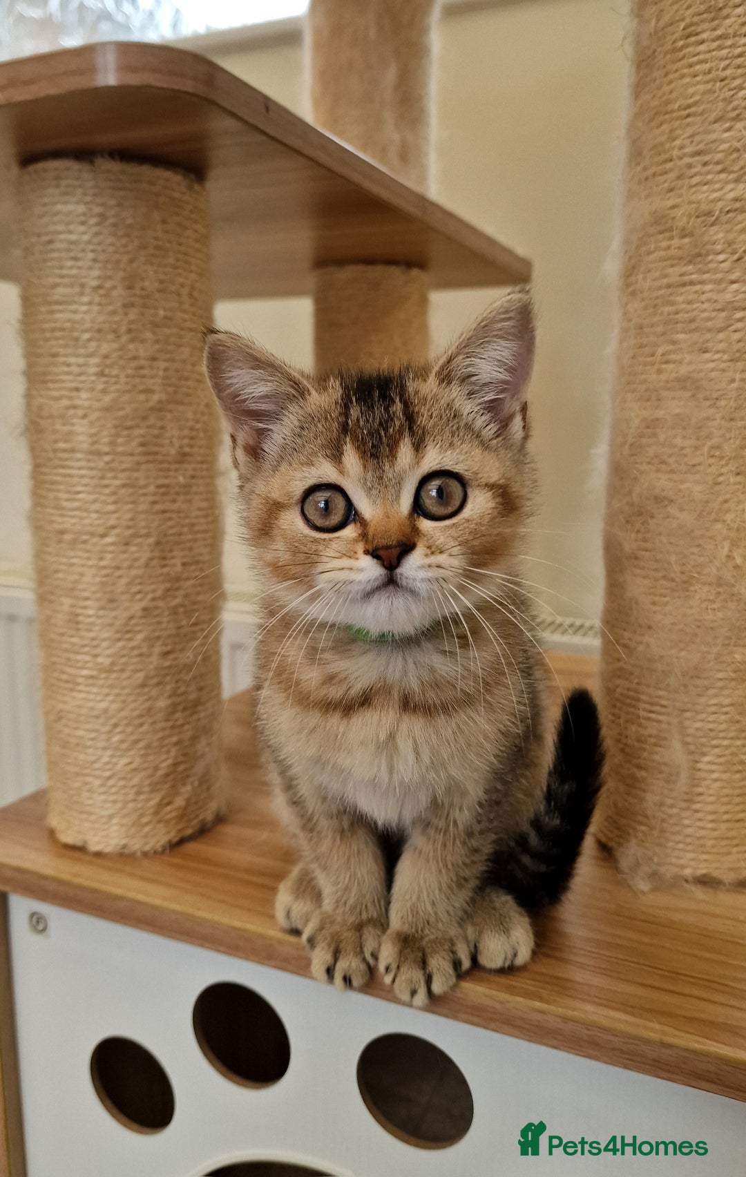 British Shorthair cats for sale:  Super friendly /lap Bsh kittens 2left😍 - Image 7