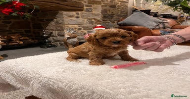 Cavapoo dogs Gorgeous litter of F1 Cavapoo puppies  - Advert 3