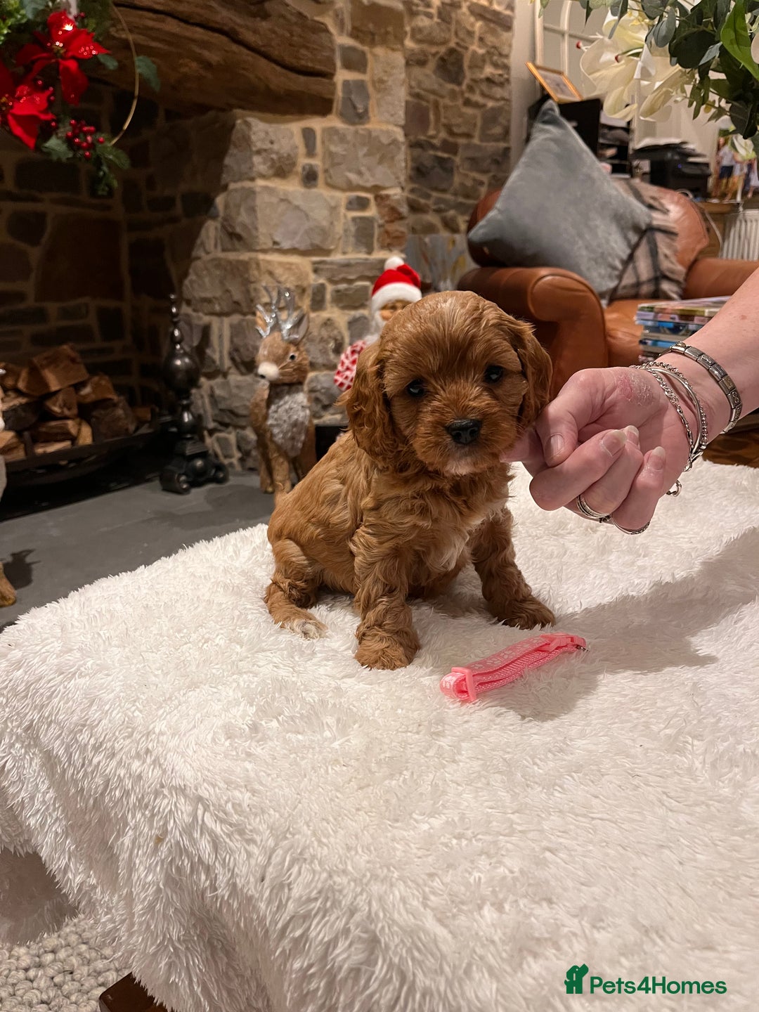 Cavapoo dogs for sale: Gorgeous litter of F1 Cavapoo puppies  - Advert 2