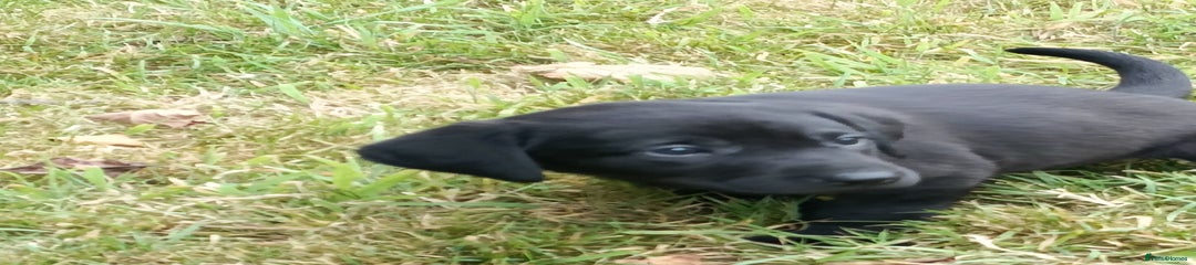 Labrador Retriever Puppy 4