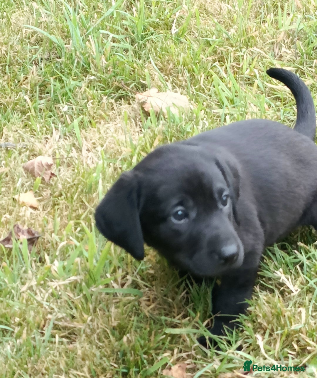 Labrador Retriever dogs for sale: Gorgeous Labrador puppies for sale  - Image 7