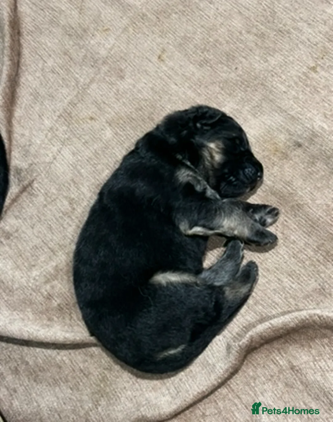 German Shepherd dogs for sale: Well-bred, well-loved. Very sad circumstances - Advert 2