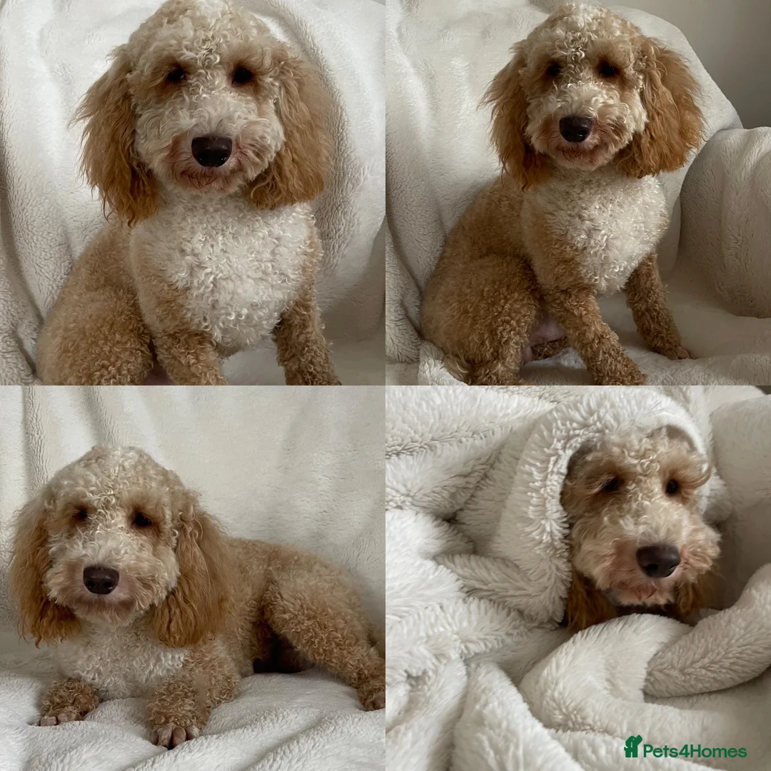 Miniature Poodle dogs for stud: Miniature Poodle Stud  in Driffield - Advert 4