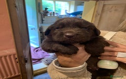 Newfoundland dogs for sale: ✨ Stunning Chocolate Newfoundland Puppies ✨ - Image 3