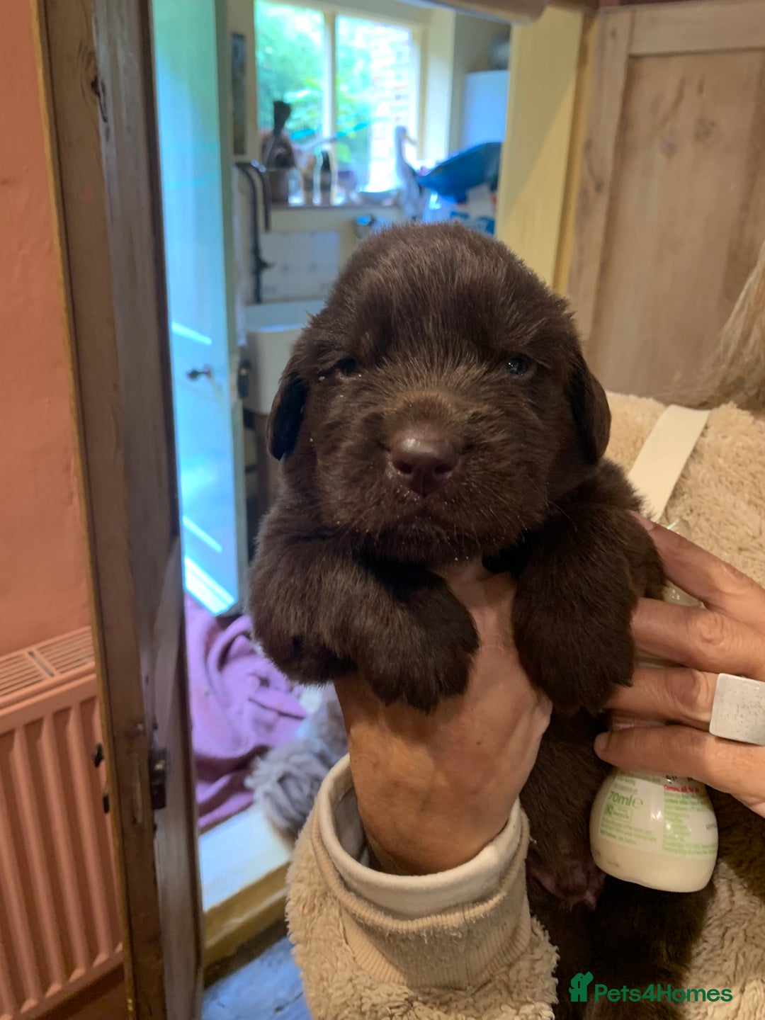 Newfoundland dogs for sale: ✨ Stunning Chocolate Newfoundland Puppies ✨ - Image 3