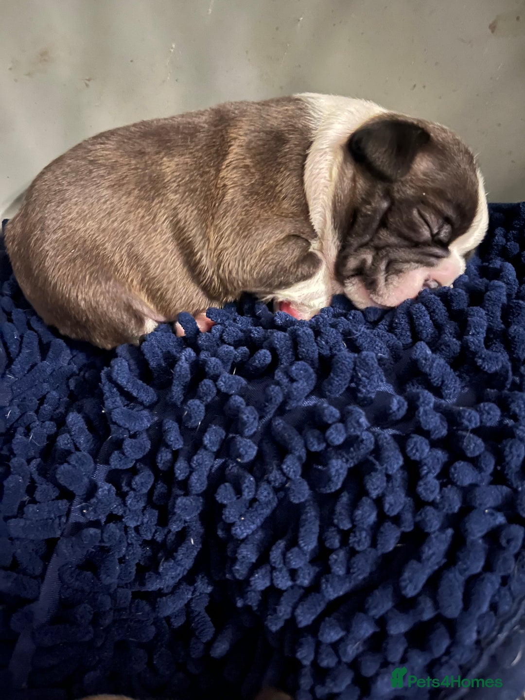 Boston Terrier dogs for sale: Boston Terrier Puppies. Ready in 2 weeks.  - Advert 10